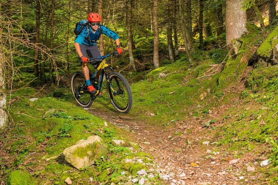 Mountain biker on a forest trail