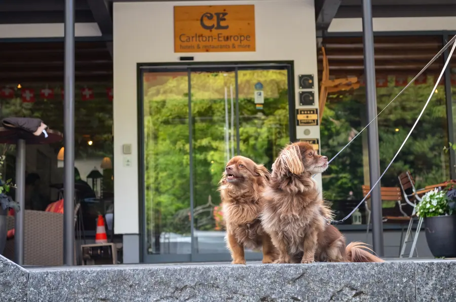 Zwei Hunde vor dem Eingang des Hotels